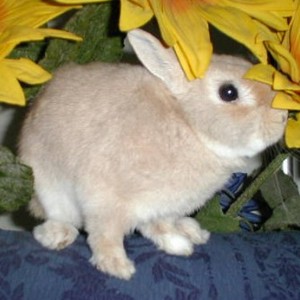 Il mio coniglio Gigi