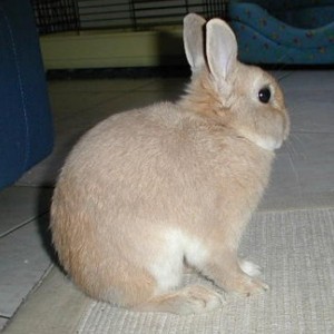 Il mio coniglio Gigi